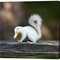 Duckbilled Squirrel by Pixelmated Animals 12" x 12" Canvas Wall Art